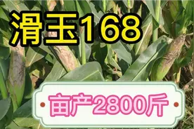 坐标河南商丘，玉米品种：滑玉168，抗淹抗旱抗倒伏，亩产2800斤视频封面