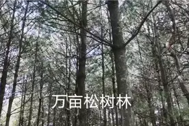 弥勒万亩松树林拾菌子，外地人永远不知道，云南人捡野生菌的乐趣