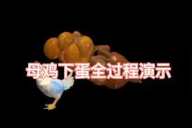 母鸡下蛋全过程演示，值得收藏！