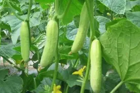 黄瓜、丝瓜等结瓜少、坐不住果？三个方法，结瓜多还能坐住视频封面