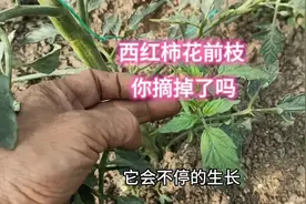 西红柿不光要打叉，花前枝你掐掉了呢？看完视频就明白了