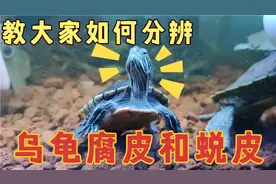 利用正在蜕皮的西锦，来直观的教大家如何分辨乌龟的腐皮与蜕皮。