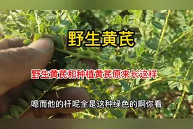 中药材黄芪，野生黄芪全貌对比种植黄芪全貌，来看看有啥不同之处