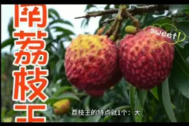 海南水果上市时间表视频封面