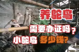 养鸵鸟需要办证吗？养鸵鸟的村支书来告诉你视频封面