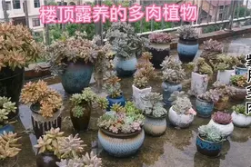 楼顶露养的多肉植物，南方地区多肉老桩可以一年四季露养视频封面