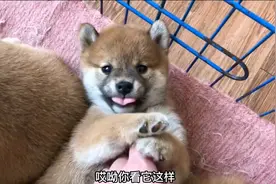 出生28天的小柴犬，刚要摸就龇牙咧嘴不让碰，没想到脾气这么大！