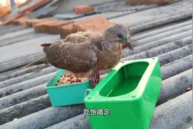 从没毛到现在，历时21天，救助的两只小斑鸠今天飞走了！好运视频封面