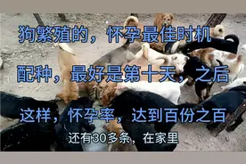 繁殖土狗的朋友注意了，这样配种的母狗，会怀上百份百？