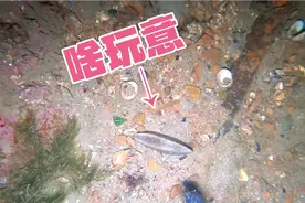 在青岛潜水赶海，收获不错，想吃什么抓什么！#赶海 #潜水视频封面