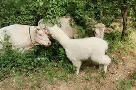 西瓜配音新道具，增流量收益，播放量，特别有意思，来试试吧视频封面