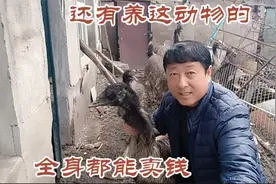 东北农户养三年马上要下蛋的鸸鹋，只要三四千元成本，值不值视频封面