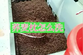 清洗荞麦枕芯，这方法不错