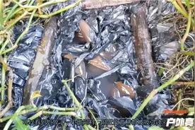 大伯养殖黄鳝有自己的一套，通过自己配制的饲料，黄鳝长的快多了