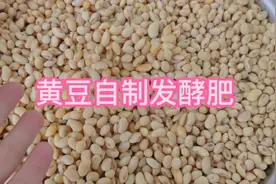 黄豆自制发酵花肥只要加入这一物发酵就可以没有臭味，动手做起来视频封面