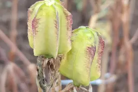 川贝母全套种植生产加工技术讲解