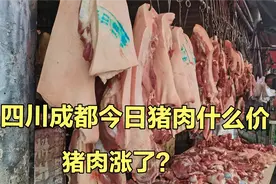 四川成都猪肉太吓人，看今天卖多少钱一斤？好多人排队灌香肠了视频封面