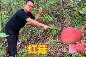 农村深山这种漂亮红菇，1斤卖到1000元，小伙翻开树叶发现一大堆视频封面