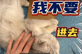双十一没给猫买东西，主人亲手制作猫窝送给它，猫宁愿装死也不进
