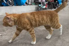 流浪猫为保护妈妈的地盘，与入侵的猫打得头破血流，几天就自愈了