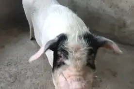 今天给大家介绍一下中国明猪，地方优良种猪荣昌熊猪猫眼镜猪！视频封面