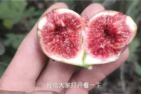 5大“顶级耐阴”无花果品种，光照少也能出果，绝对是阳台族福音