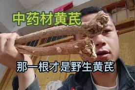 中药材黄芪，真正的野生黄芪有那些特征呢？对比完你就全明白了。