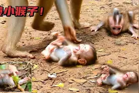 猴妈有多狠心？为让小猴子断奶，脚踩脑袋，手掐脖子，太绝情！视频封面
