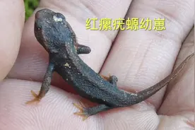 红瘰疣螈，国家二级保护动物，现在云南好多地方已经随处可见了