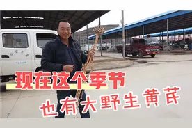 阿贵给朋友找野生黄芪种子，没想到现在这个季节还有大野生黄芪视频封面