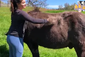 驯马师美女给马梳头发，马儿真是对人态度不一致，记录搞笑一幕视频封面