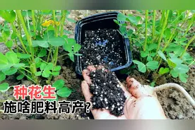 种花生施啥肥料高产？尿素花肥复合肥拌匀，花生结荚多苗旺病害少视频封面