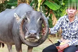 牛角向下的牛，曾有人花20万要买它，牛主人不肯卖？