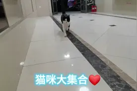 吃饭啦😺猫咪大集合干饭😺黄胖子出现❤️视频封面