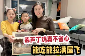 媳妇快崩溃了，闺女养的2只小鸡又能吃又能拉，还在家里满天乱飞