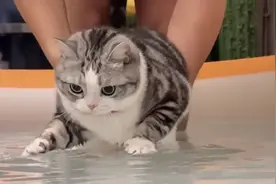 宠物解说：一口气看完猫咪品种大全，你还知道哪些？ #宠物 #萌宠