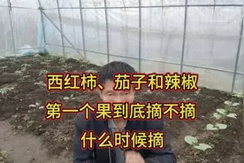 西红柿、辣椒、茄子、黄瓜，第一个果到底摘还是不摘？什么时候摘