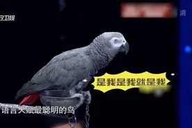 小小鹦鹉竟然身怀绝技，现场灵巧学舌爆笑现场1有请主角儿