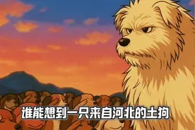 任谁也想不到，现在外网最火的，是一只来自河北的土犬！#下司犬视频封面