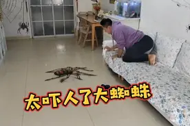 阿帅在家一觉醒来，发现家里进来一个蜘蛛，可怎么办😂视频封面