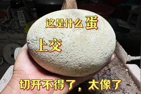 这究竟是什么蛋，切开不得了太像了，估计要上交