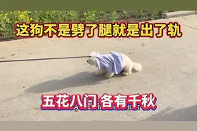 这只比熊真伟大，一窝生了八个崽，五花八门，各有千秋