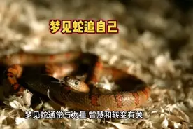 梦见蛇追自己