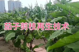 茄子在什么时间进行剪枝再生、如何进行剪枝？