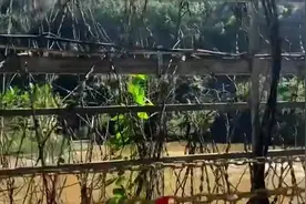 出生率在严重下降，但我国依然是人口大国，国家压力的原因是什么视频封面