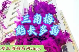 你知道三角梅能长多高吗？我真的被惊艳到了视频封面