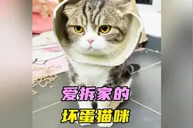 那些爱拆家的猫咪，铲屎官已经气疯了#猫咪 #搞笑 #拆家猫视频封面