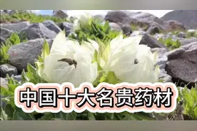 中国十大名贵药材视频封面