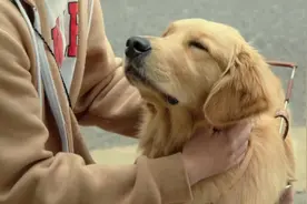 金毛狗狗享受主人的温柔抚摸，好温馨的瞬间！💕#导盲犬#吴磊