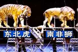 雄狮和雄虎体型对比！雄性南非狮与雄性东北虎 #老虎 #狮子 #